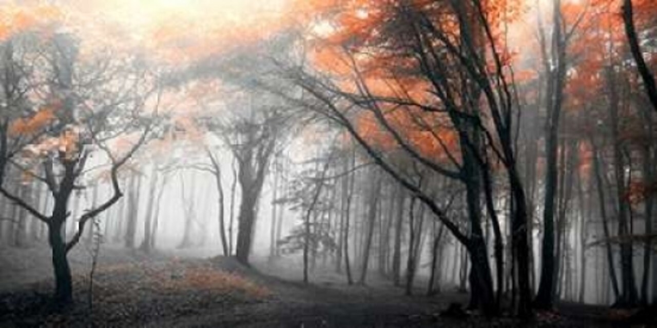 Autumn Woods Poster Print by PhotoINC Studio - Item # VARPDXIN34046